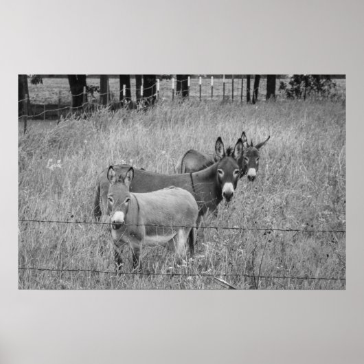 Three Amigos Poster (Vorne)