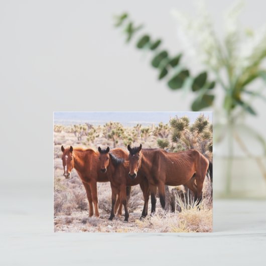Three Amigos Postkarte (Stehend Vorderseite)