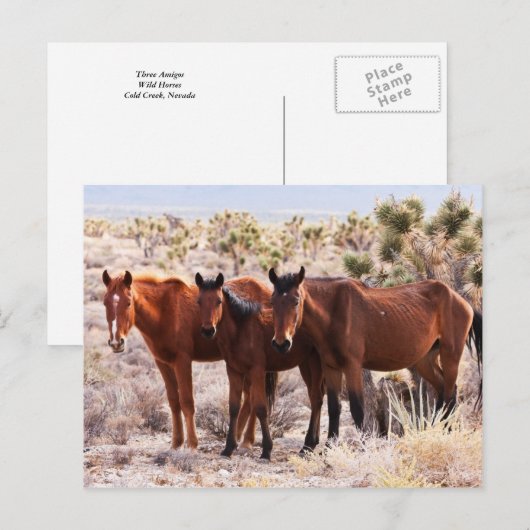 Three Amigos Postkarte (Vorne/Hinten)