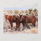 Three Amigos Postkarte (Vorderseite)