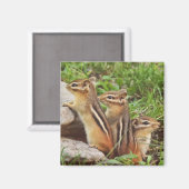 Three Baby Chipmunks Magnet (Vorderseite/Rückseite)