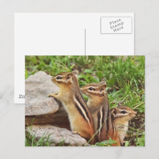 Three Baby Chipmunks Postkarte (Vorne/Hinten)
