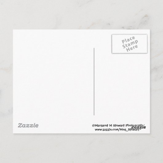 Three Baby Chipmunks Postkarte (Rückseite)