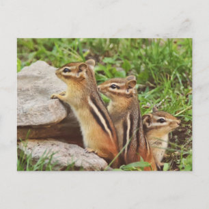 Three Baby Chipmunks Postkarte