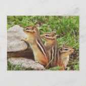 Three Baby Chipmunks Postkarte (Vorderseite)