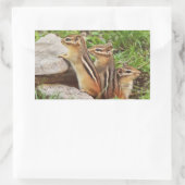 Three Baby Chipmunks Rechteckiger Aufkleber (Tasche)
