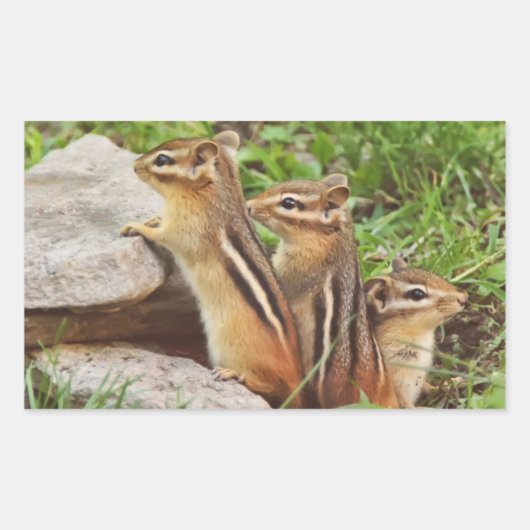 Three Baby Chipmunks Rechteckiger Aufkleber (Vorderseite)