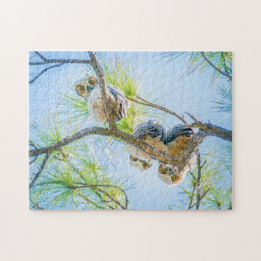 Three Baby Great Horned Owls Wildlife Fotografy Puzzle (Horizontal)