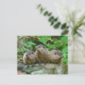 Three Baby Groundhogs Postkarte (Stehend Vorderseite)