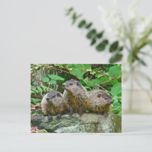 Three Baby Groundhogs Postkarte (Stehend Vorderseite)