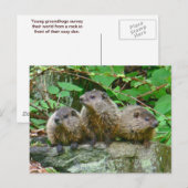 Three Baby Groundhogs Postkarte (Vorne/Hinten)