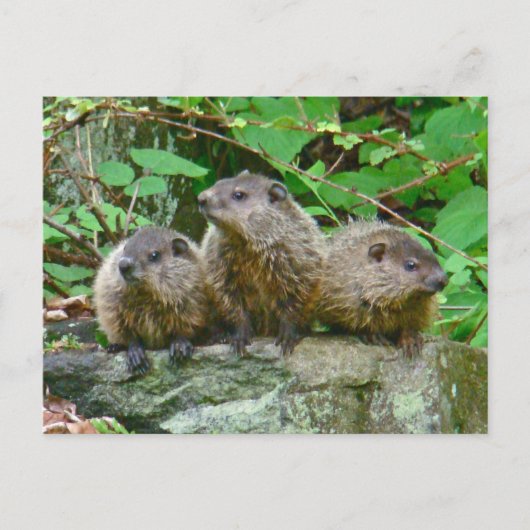 Three Baby Groundhogs Postkarte (Vorderseite)