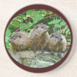 Three Baby Groundhogs Sandstein Untersetzer