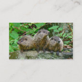 Three Baby Groundhogs Visitenkarte (Rückseite)