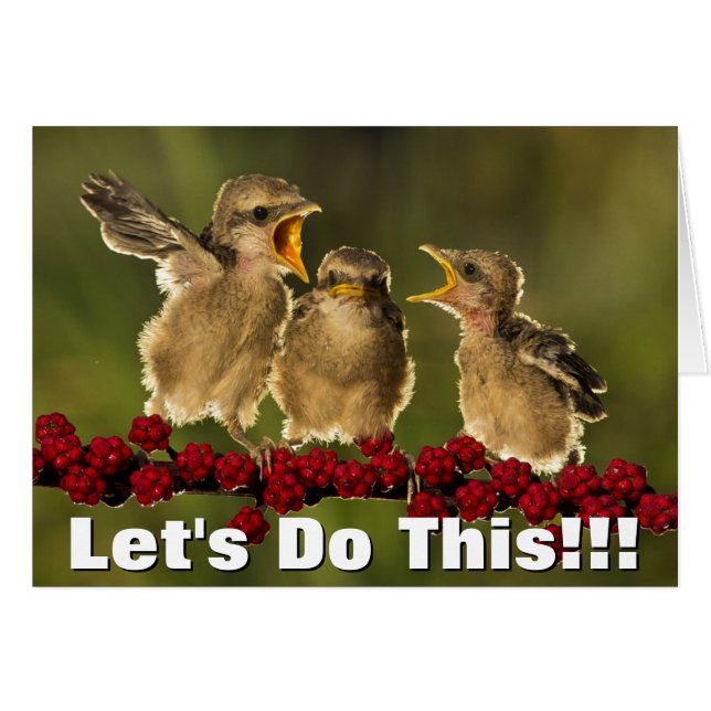 Three Baby Lanius Schach Birds (Vorderseite (Horizontal))