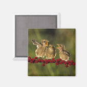 Three Baby Lanius Schach Birds Magnet (Vorderseite/Rückseite)