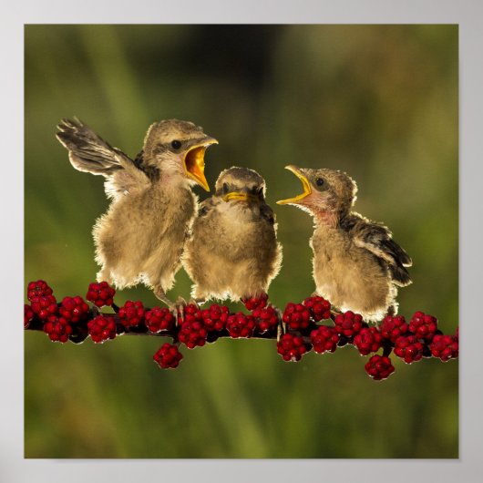 Three Baby Lanius Schach Birds Poster (Vorne)