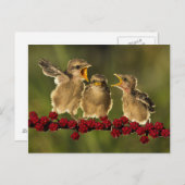 Three Baby Lanius Schach Birds Postkarte (Vorne/Hinten)