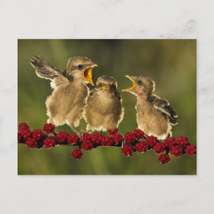 Three Baby Lanius Schach Birds Postkarte