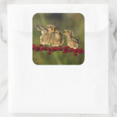 Three Baby Lanius Schach Birds Quadratischer Aufkleber (Tasche)