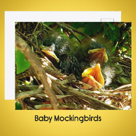 Three Baby Mockingbirds in the Nest Wildlife Photo Postkarte