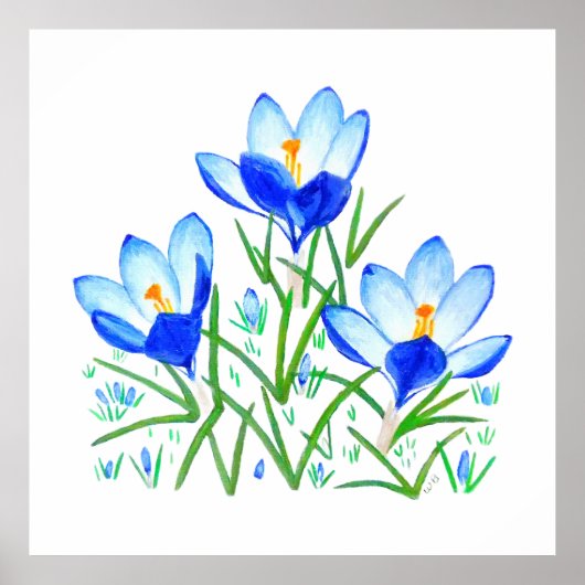 Three Blue Crocus Flowers Print Poster (Vorne)