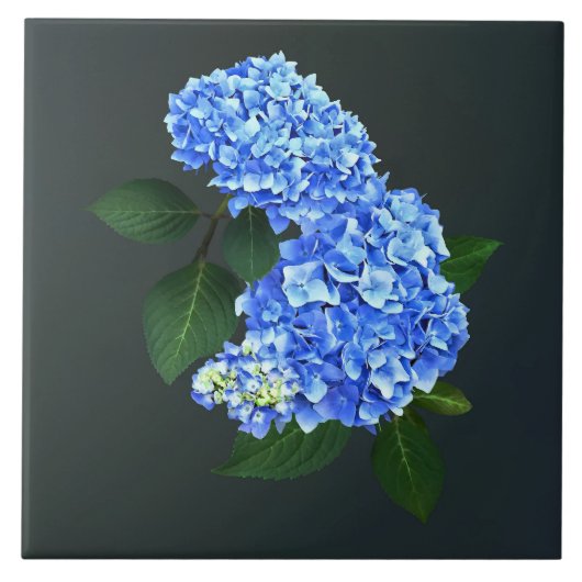 Three Blue Hydrangea Fliese (Vorderseite)