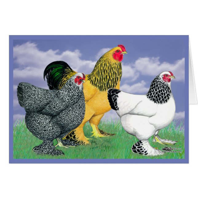 Three Brahmas (Vorderseite (Horizontal))