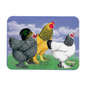 Three Brahmas Magnet (Horizontal)