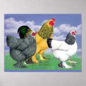 Three Brahmas Poster (Vorne)