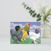 Three Brahmas Postkarte (Stehend Vorderseite)