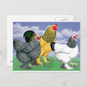 Three Brahmas Postkarte (Vorne/Hinten)