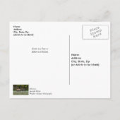 Three Bull Elk Fighting Danke Postcard Postkarte (Rückseite)