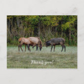 Three Bull Elk Fighting Danke Postcard Postkarte (Vorderseite)