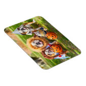 Three Bulldogs in Costumes Magnet (Rechte Seite)