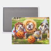 Three Bulldogs in Costumes Magnet (Vorderseite/Rückseite)