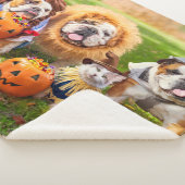 Three Bulldogs in Costumes Sherpadecke (3/4)