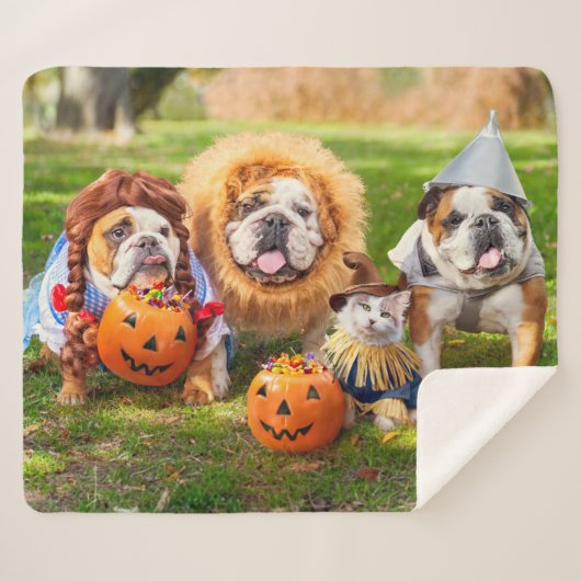 Three Bulldogs in Costumes Sherpadecke (Vorderseite (Horizontal))