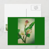 Three Calla Lilies Atemberaubend Botanical Acrylic Postkarte (Vorne/Hinten)