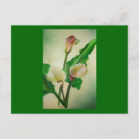 Three Calla Lilies Atemberaubend Botanical Acrylic