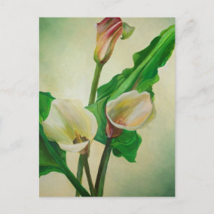 Three Calla Lilies Atemberaubend Botanical Acrylic Postkarte