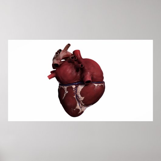 Three Dimensional View Of Human Heart, Back Poster (Vorne)
