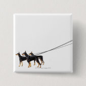 Three Dobermans on leash Button (Vorderseite)