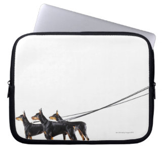 Three Dobermans on leash Laptopschutzhülle