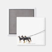 Three Dobermans on leash Magnet (Vorderseite/Rückseite)