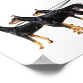 Three Dobermans on leash Poster (Ecke)