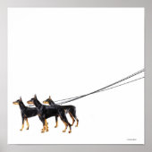 Three Dobermans on leash Poster (Vorne)