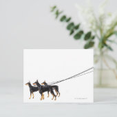 Three Dobermans on leash Postkarte (Stehend Vorderseite)