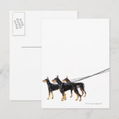 Three Dobermans on leash Postkarte (Vorne/Hinten)