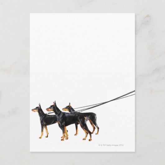 Three Dobermans on leash Postkarte (Vorderseite)